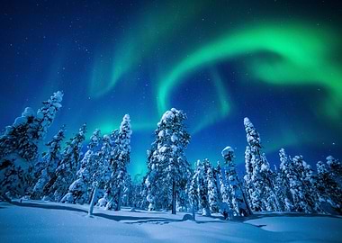Winter Snow Aurora Trees