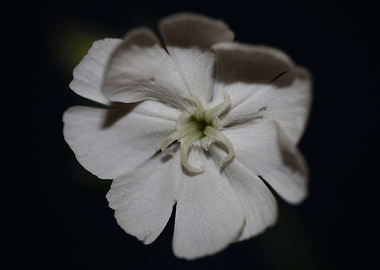 Silene flowering close up