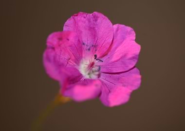 Geranium blossoms close up