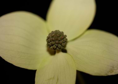 Cornus kousa flower macro