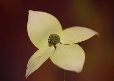 Cornus kousa flower macro