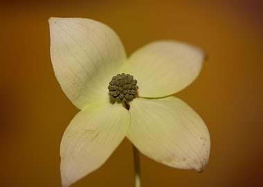 Cornus kousa flower macro