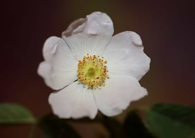 Rosa flower blossom macro