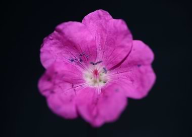 Geranium blossoms close up
