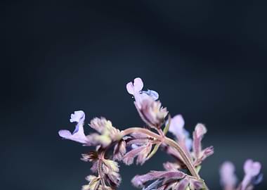 Nepeta grandiflora flower