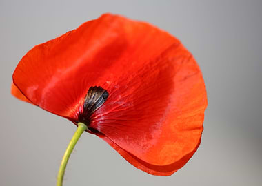 Papaver flowering close up