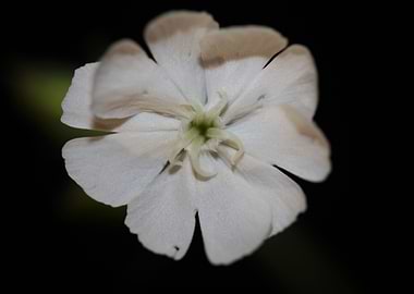 Silene flowering close up