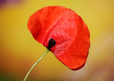 Papaver flowering close up