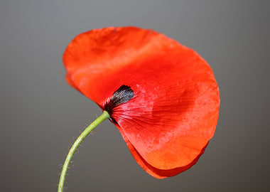 Red wild papaver flowering