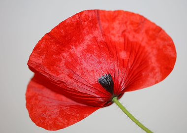 Papaver flower blossoming