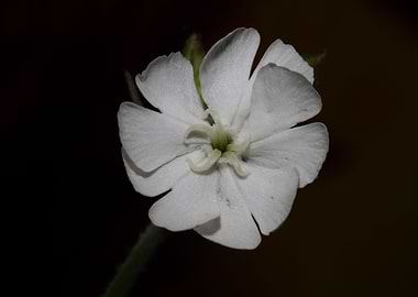Silene flower blossoming