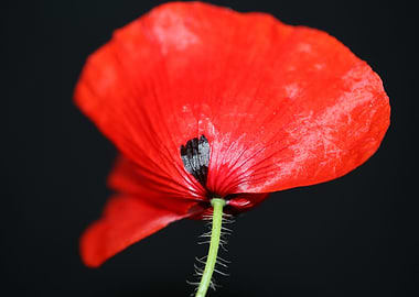 Papaver flower blossoming