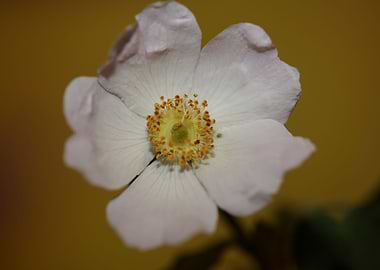Rosa flower blossom macro