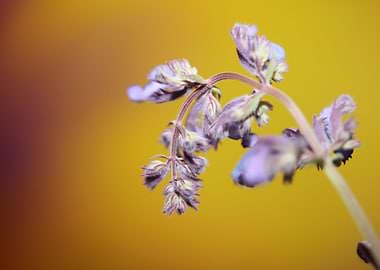 Nepeta flower blossoming
