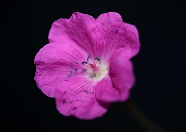 Geranium blossoms close up
