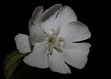 Silene flower blossoming