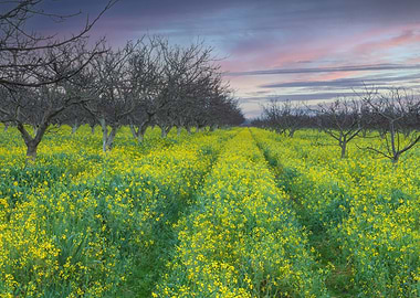 Trees and wildflowers
