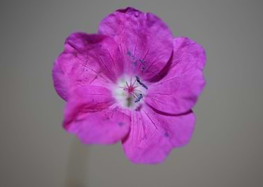 Pink flower blossom macro