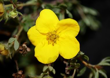 Dasiphora fruticosa flower