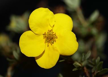 Yellow wild flower blossom