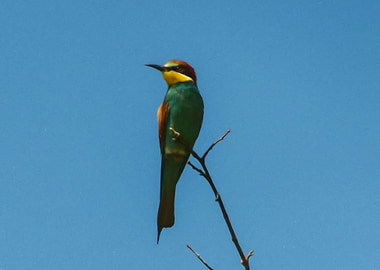 Bee eater