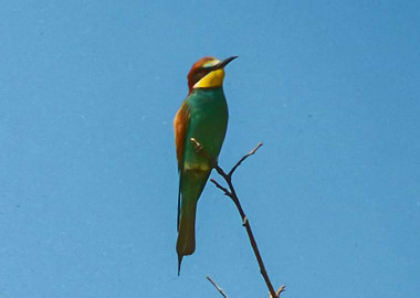 Bee eater
