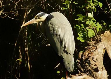 Grey heron