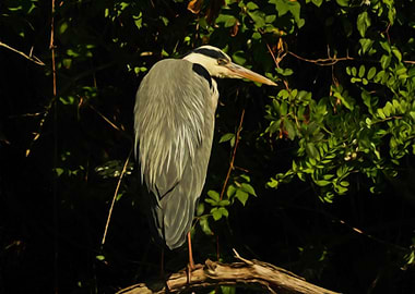 Grey heron