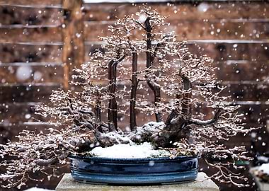 Bonsai and snowflakes