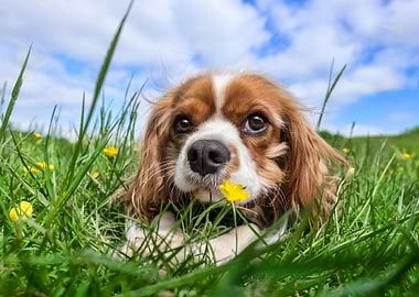 Spaniel Dog
