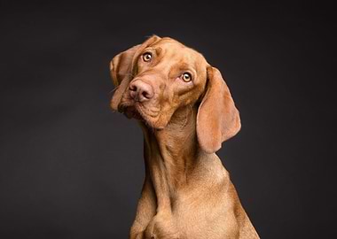 Portrait of a Brown Dog