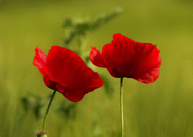 Poppies