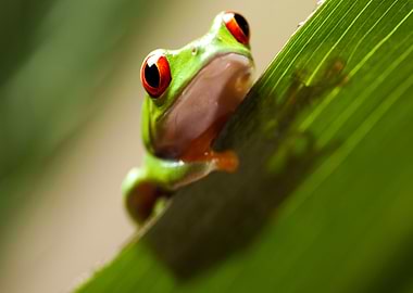 Red Eyed Frog