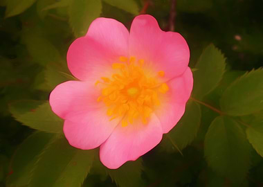 Dog rose