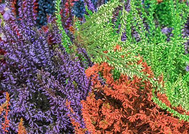 heather flower in bloom