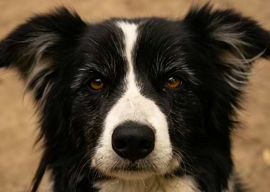 Black border collie