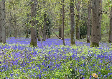 Bluebell Wood
