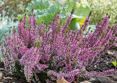 heather flower in bloom