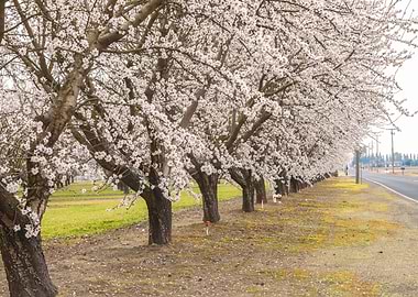 Blooming Almond
