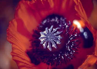 Red poppy flower, macro