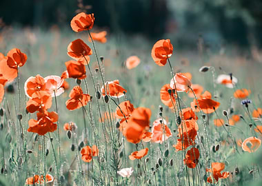 Red field poppies in glade