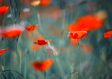 Red field poppies, macro