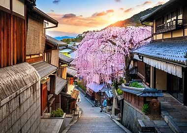 Cherry Blossom Glory