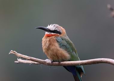 Bee Eater