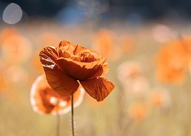 Red poppy flowers, macro
