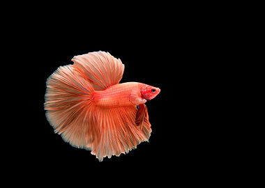Siamese Betta on show