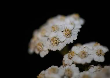 White flower blossom macro