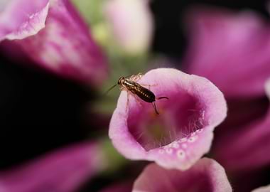 Purple flower blossoming