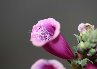 Purple purpurea flowering