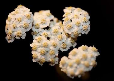 White flower blossom macro